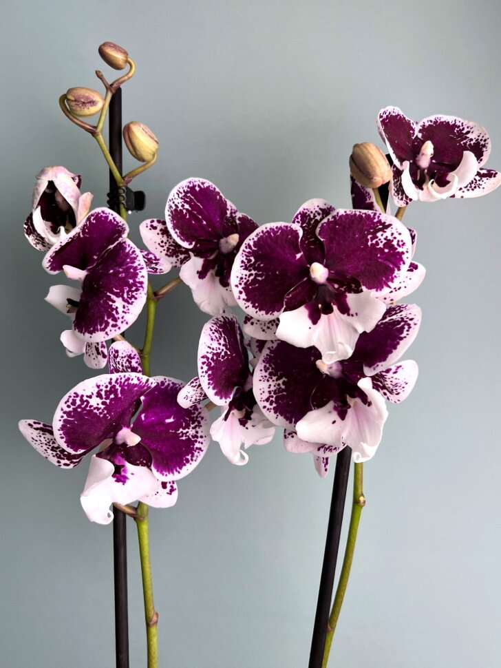 Орхидея Фаленопсис Санта Биг Лип 2 ст купить в Москве с доставкой | Магазин  растений Bloom Story (Блум Стори)