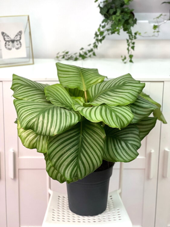 Калатея Орбифолия ⌀24 65 см 