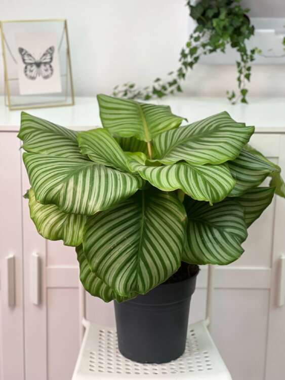 Калатея Орбифолия ⌀24 65 см 