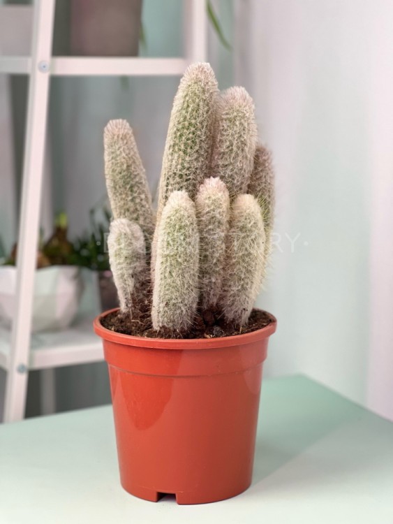 Эспостоа Ланата ⌀17 40 см 