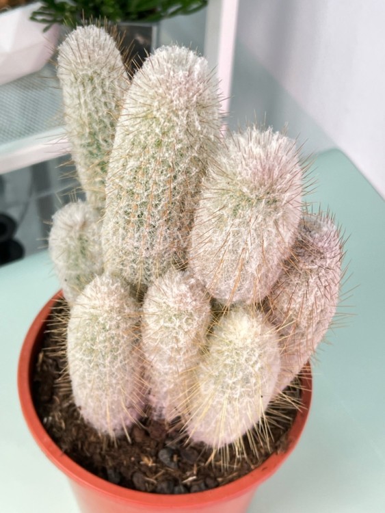 Эспостоа Ланата ⌀17 40 см 