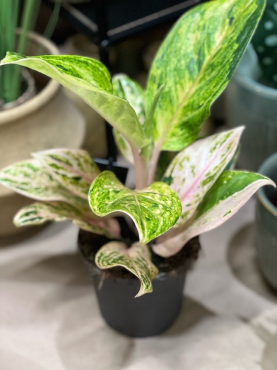 Аглаонема Пич Пёрл ⌀19 50 см 