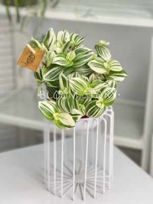 Традесканция Брайтнесс ⌀12 20 см