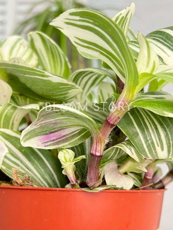 Традесканция Брайтнесс ⌀12 20 см  Традесканция Брайтнесс ⌀12 20 см