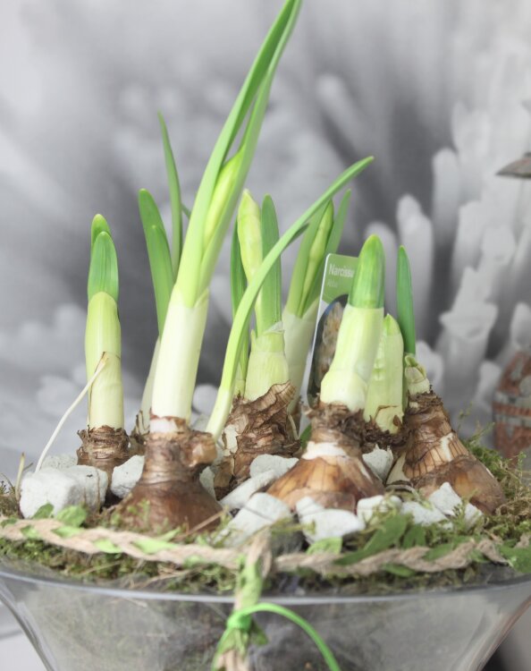 Нарциссы в вазе 