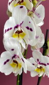 Орхидея Фаленопсис Монинг Близ ⌀12 65 см 