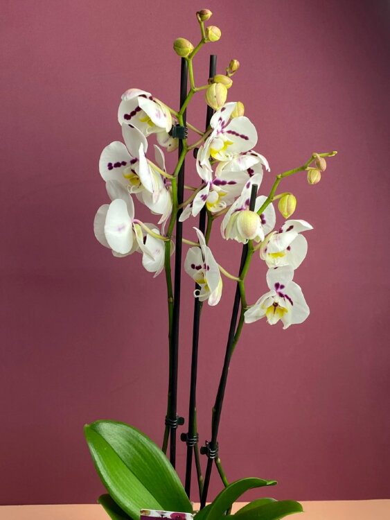 Орхидея Фаленопсис Монинг Близ ⌀12 65 см 