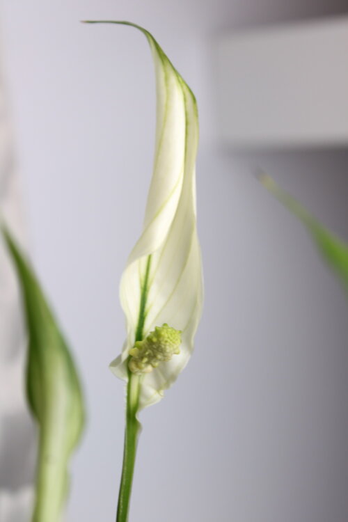 Спатифиллум Шопен ⌀9 25 см 