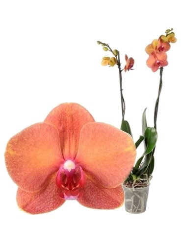 Орхидея Фаленопсис Сёрфсонг 2 ст 