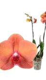 Орхидея Фаленопсис Сёрфсонг 2 ст 