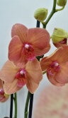 Орхидея Фаленопсис Сёрфсонг 2 ст 