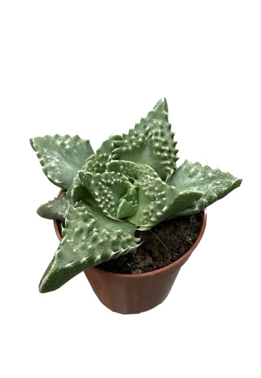 Фаукария Тигрина ⌀5 