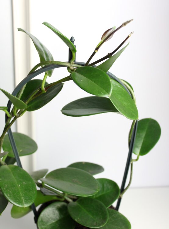 Хойя Аустралис на опоре ⌀12 40 см 