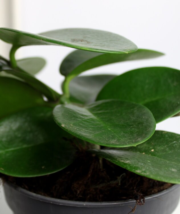 Хойя Аустралис на опоре ⌀12 40 см 