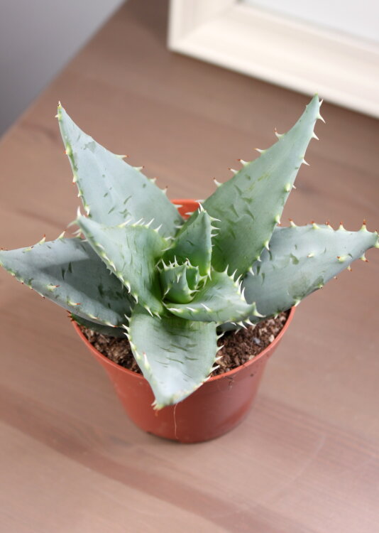 Алоэ Пеглера голубое ⌀10 