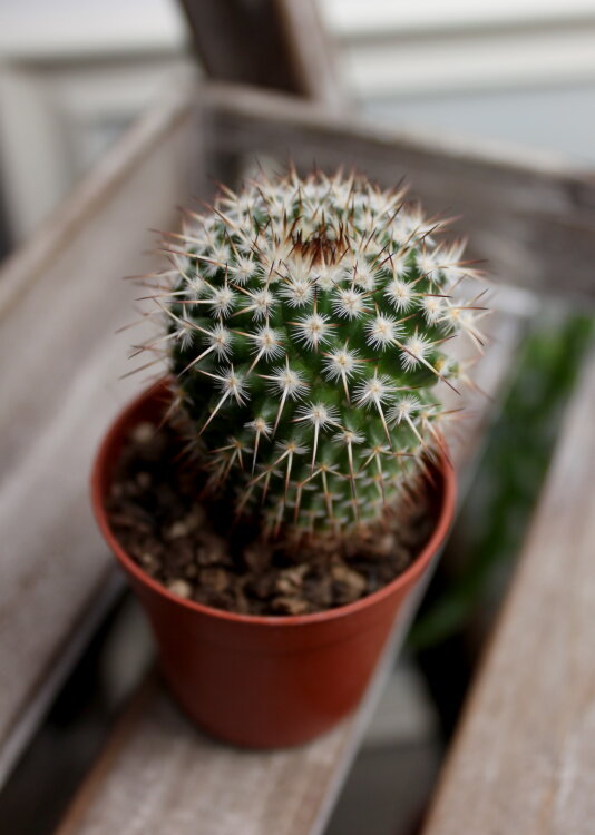 Маммиллярия Карвинского ⌀5 