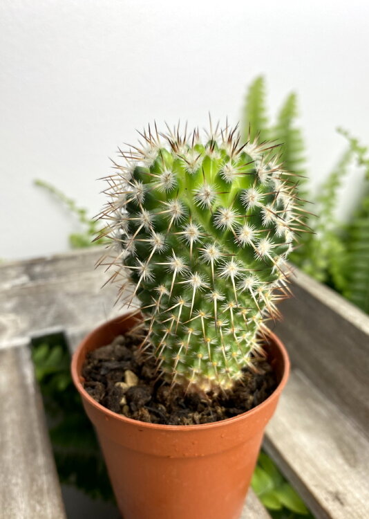 Маммиллярия Карвинского ⌀5 