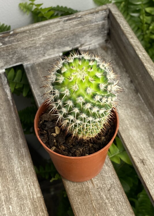 Маммиллярия Карвинского ⌀5 