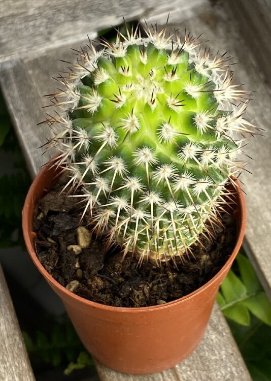 Маммиллярия Карвинского ⌀5 