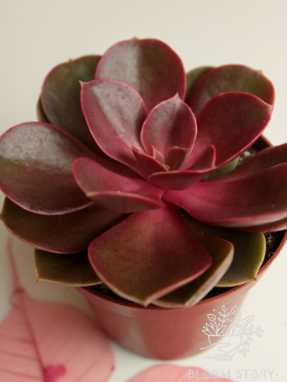 Эхеверия Мэджик Ред ⌀8 