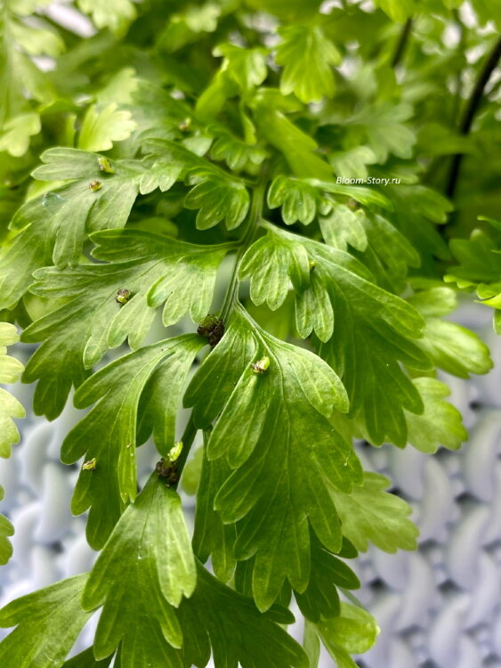 Асплениум Бульбиферум Сьюзи ⌀12 30 см 