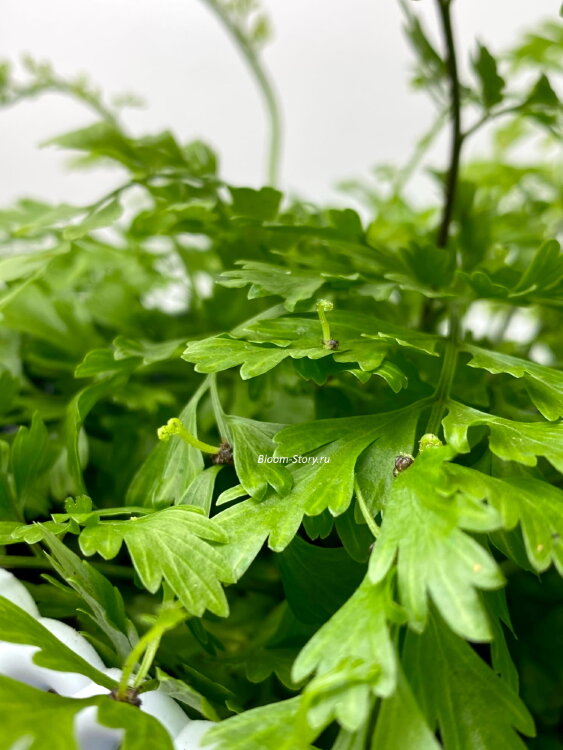 Асплениум Бульбиферум Сьюзи ⌀12 30 см 