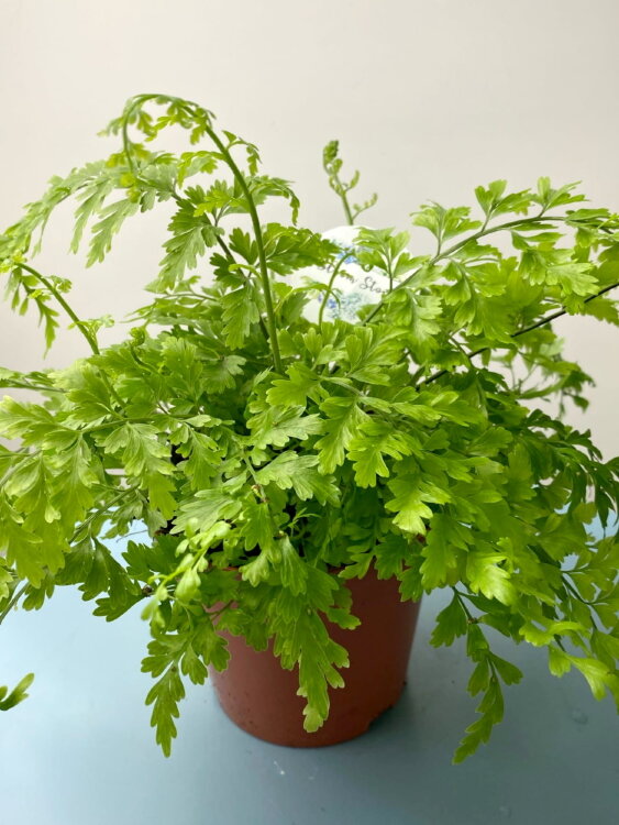 Асплениум Бульбиферум Сьюзи ⌀12 30 см 