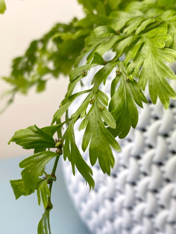 Асплениум Бульбиферум Сьюзи ⌀12 30 см 