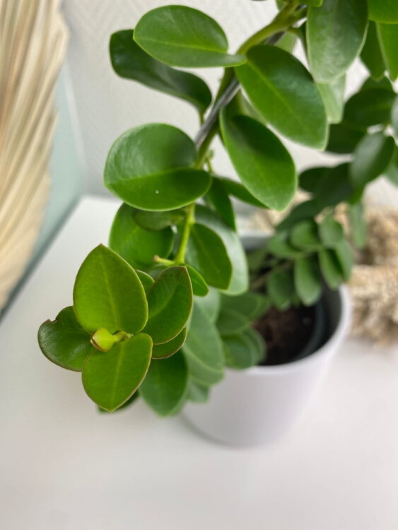 Хойя Кумингиана на опоре ⌀12 35 см 