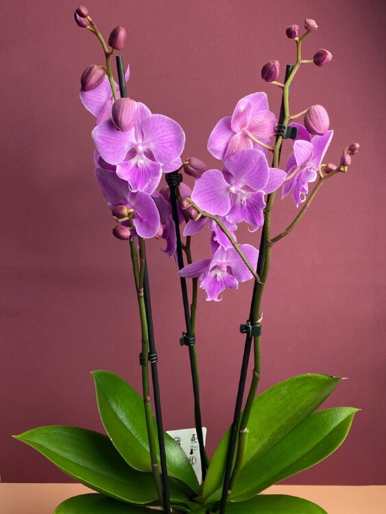 Орхидея Фаленопсис Свит Толк Биг Лип 3 ст 