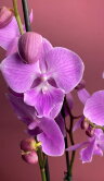 Орхидея Фаленопсис Свит Толк Биг Лип 3 ст 