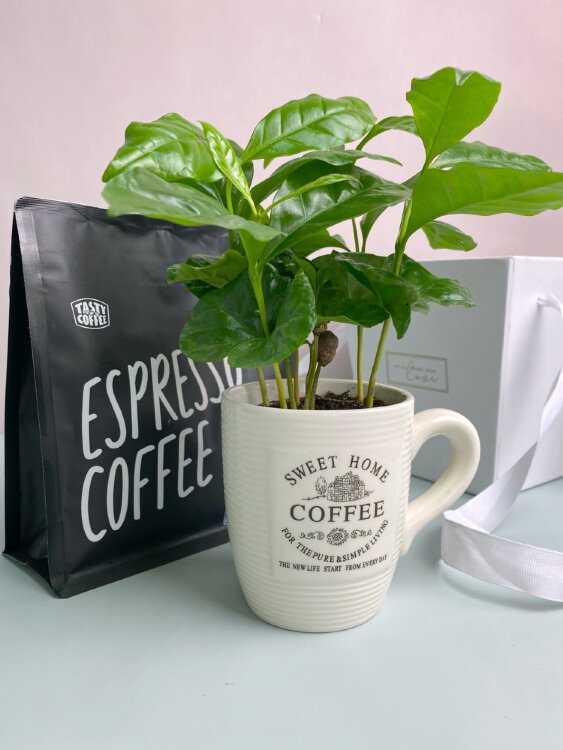 Кофе в кружке с пачкой Арабики 250 гр. 