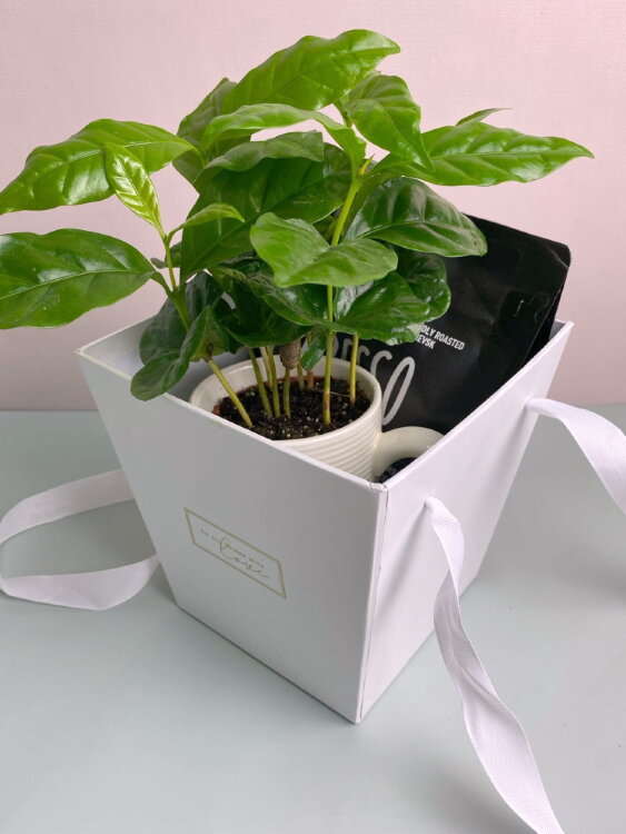 Кофе в кружке с пачкой Арабики 250 гр. 