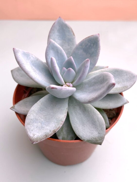 Пахиверия Экзотика ⌀8 