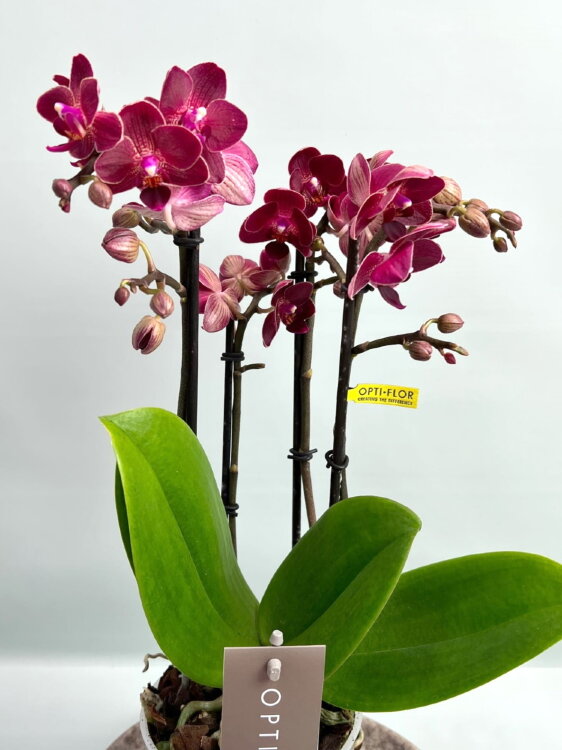 Орхидея Мультифлора Ред Лион ⌀12 40 см 