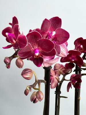 Орхидея Мультифлора Ред Лион