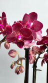 Орхидея Мультифлора Ред Лион ⌀12 