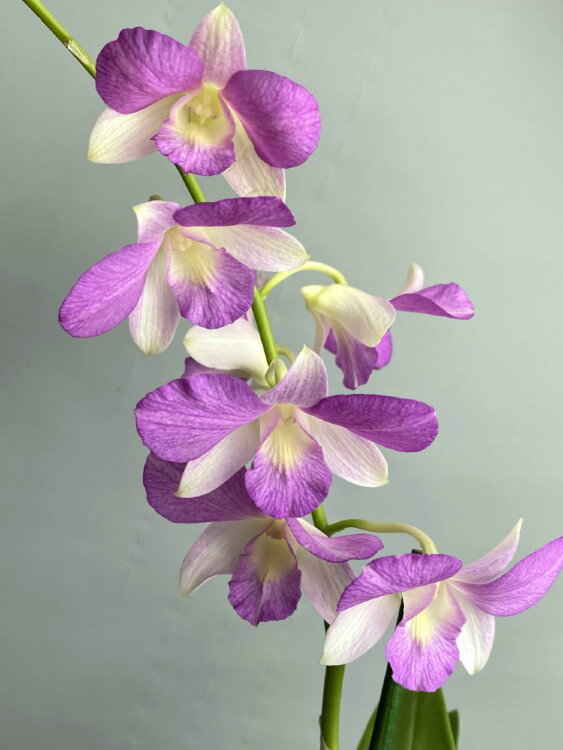 Орхидея Дендробиум Банана Вайолет 1 ст 