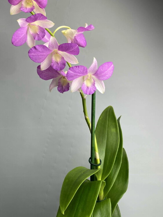 Орхидея Дендробиум Банана Вайолет 1 ст 