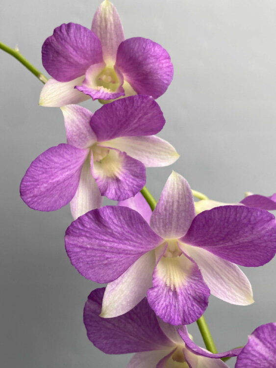 Орхидея Дендробиум Банана Вайолет 1 ст 