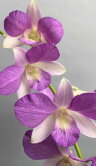 Орхидея Дендробиум Банана Вайолет 1 ст 