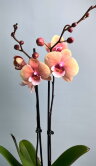 Орхидея Фаленопсис Вулкано Биг Лип 2 ст 