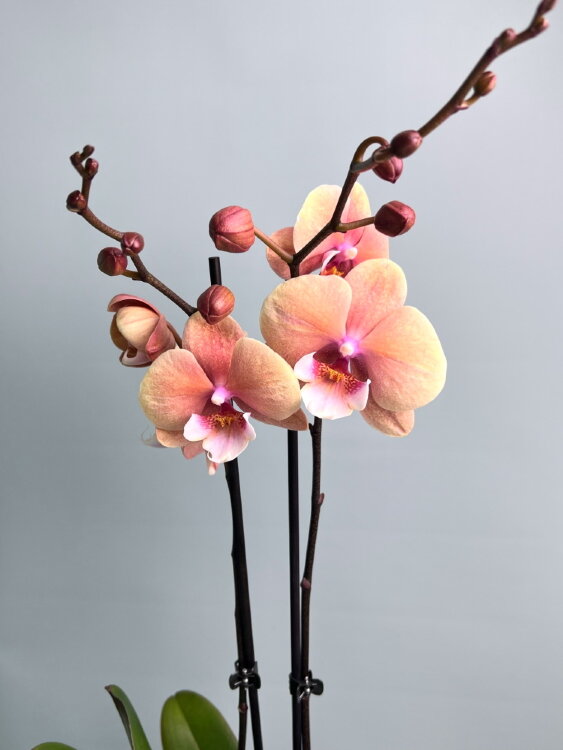 Орхидея Фаленопсис Вулкано Биг Лип 2 ст 