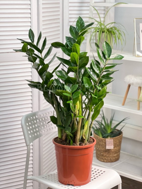 Замиокулькас ⌀24 85 см 