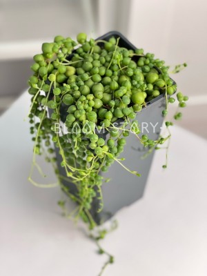 Сенецио Роулеанус в высоком горшке ⌀12 20 см