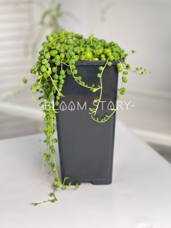 Сенецио Роулеанус в высоком горшке ⌀12 20 см 