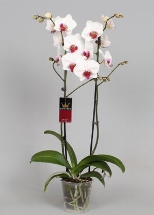 Орхидея Фаленопсис Сплендид 2 ст