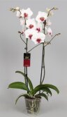 Орхидея Фаленопсис Сплендид 2 ст 