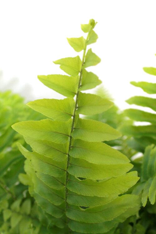 Нефролепис Бостон ⌀17 50 см 