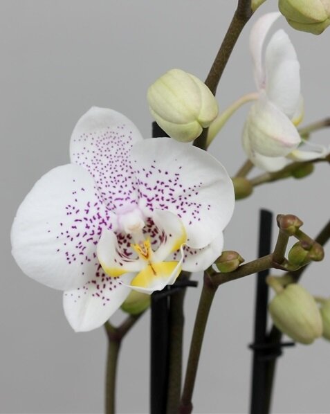 Орхидея Фаленопсис Осло 2 ст 
